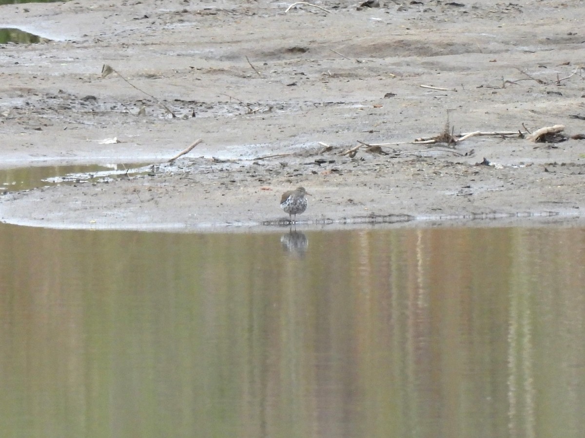 Spotted Sandpiper - L Pera