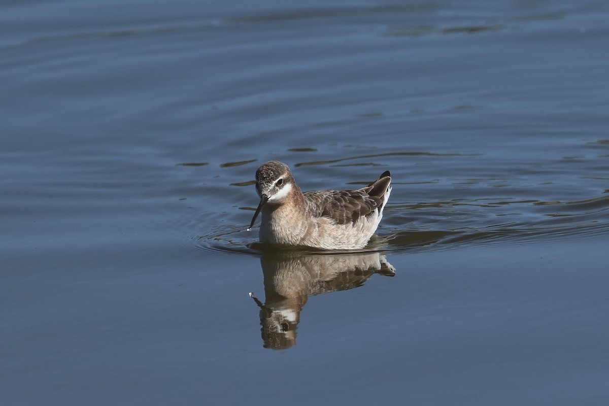 hvithalesvømmesnipe - ML618471563