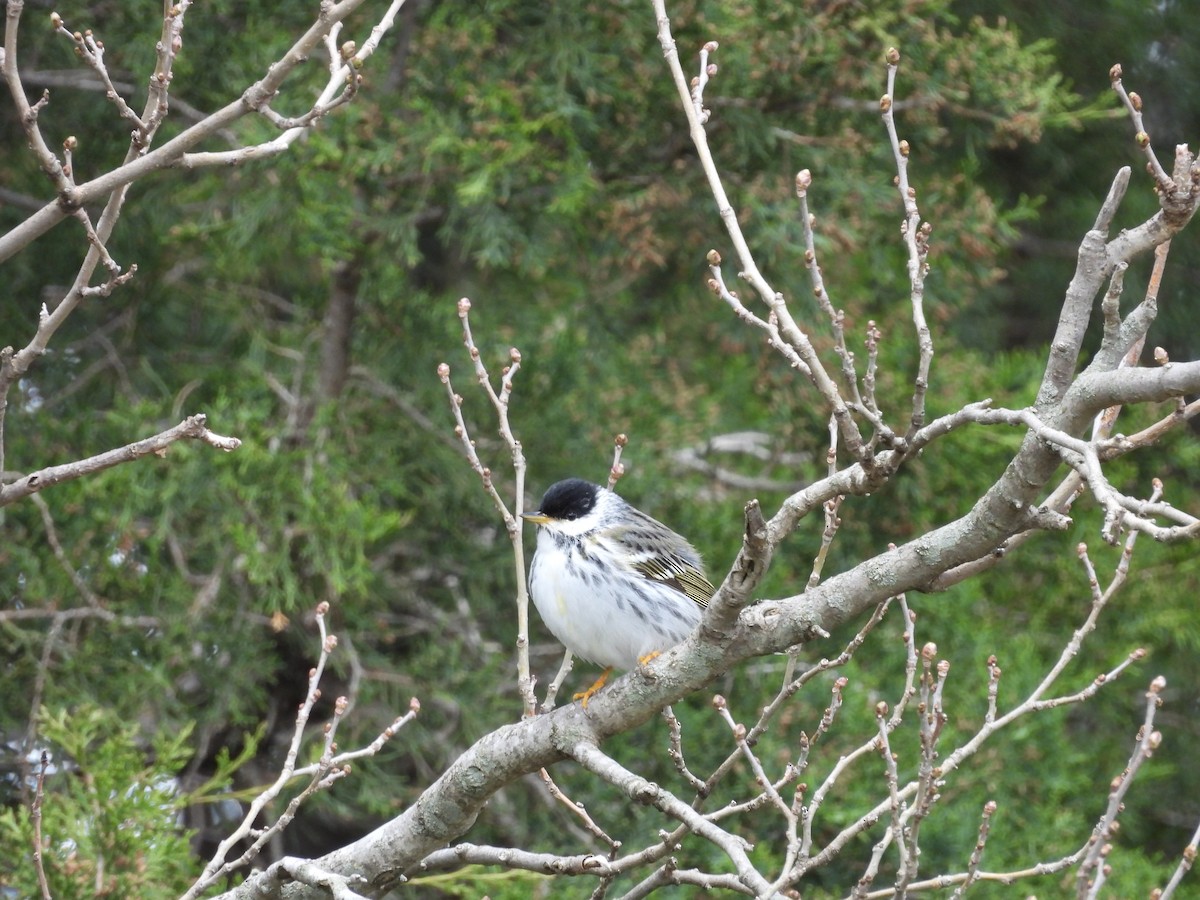 Paruline rayée - ML618471566