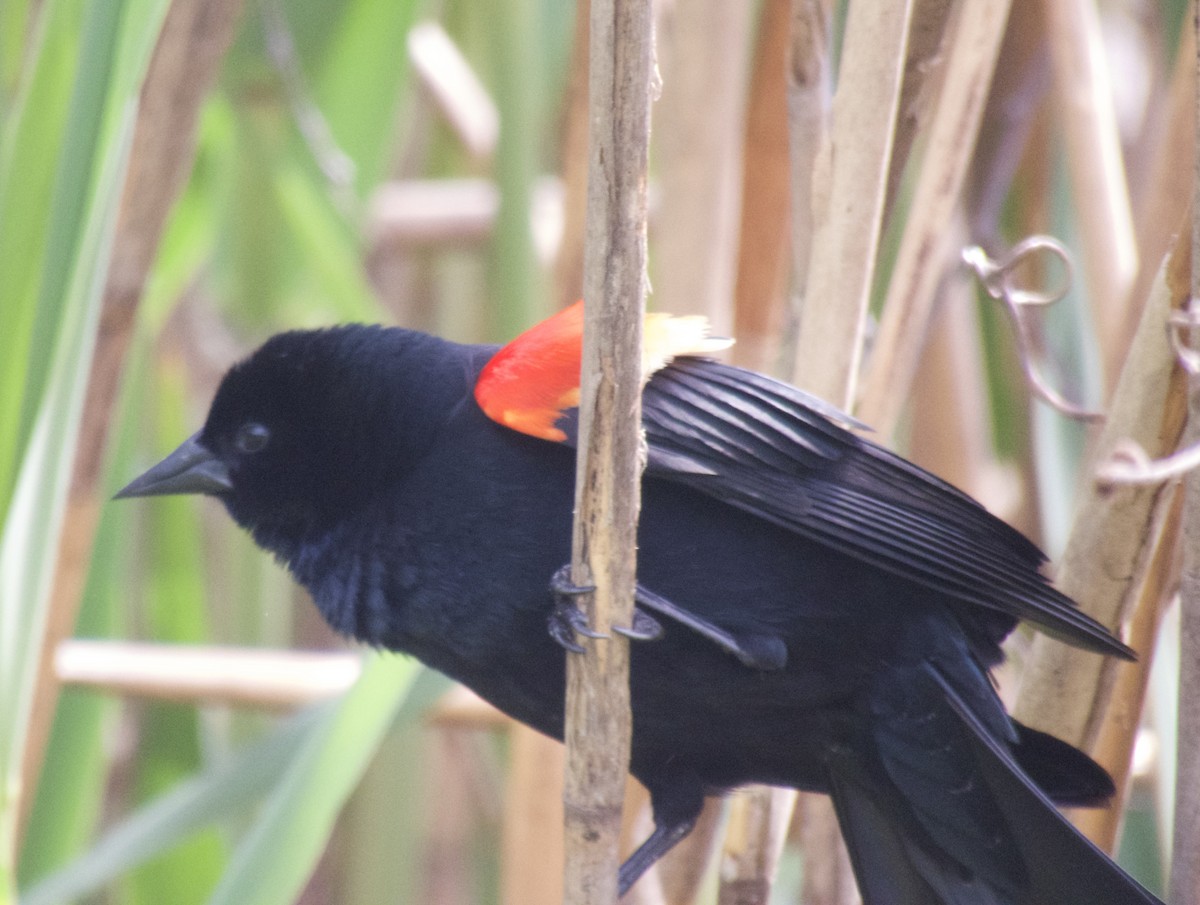 Red-winged Blackbird - ML618471581