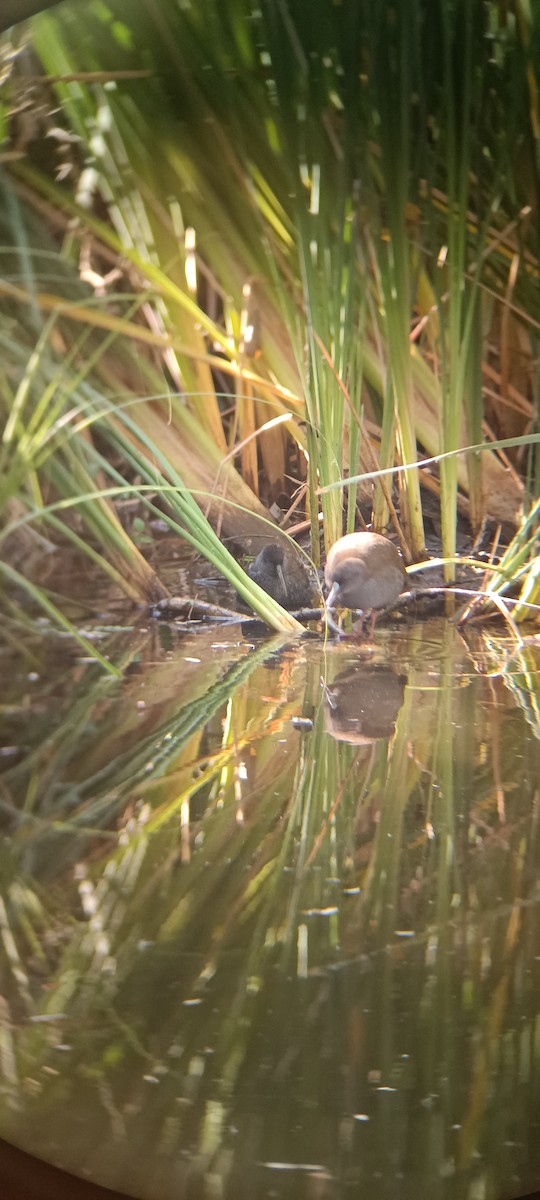 Plumbeous Rail - ML618471584