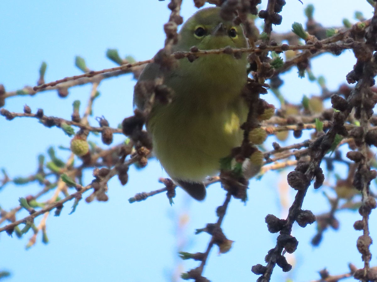 Orange-crowned Warbler - ML618471591