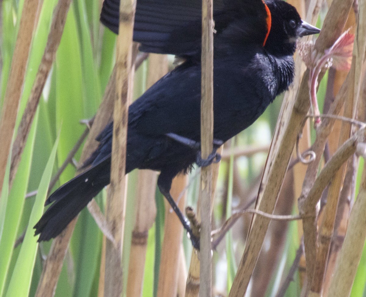 Red-winged Blackbird - ML618471607