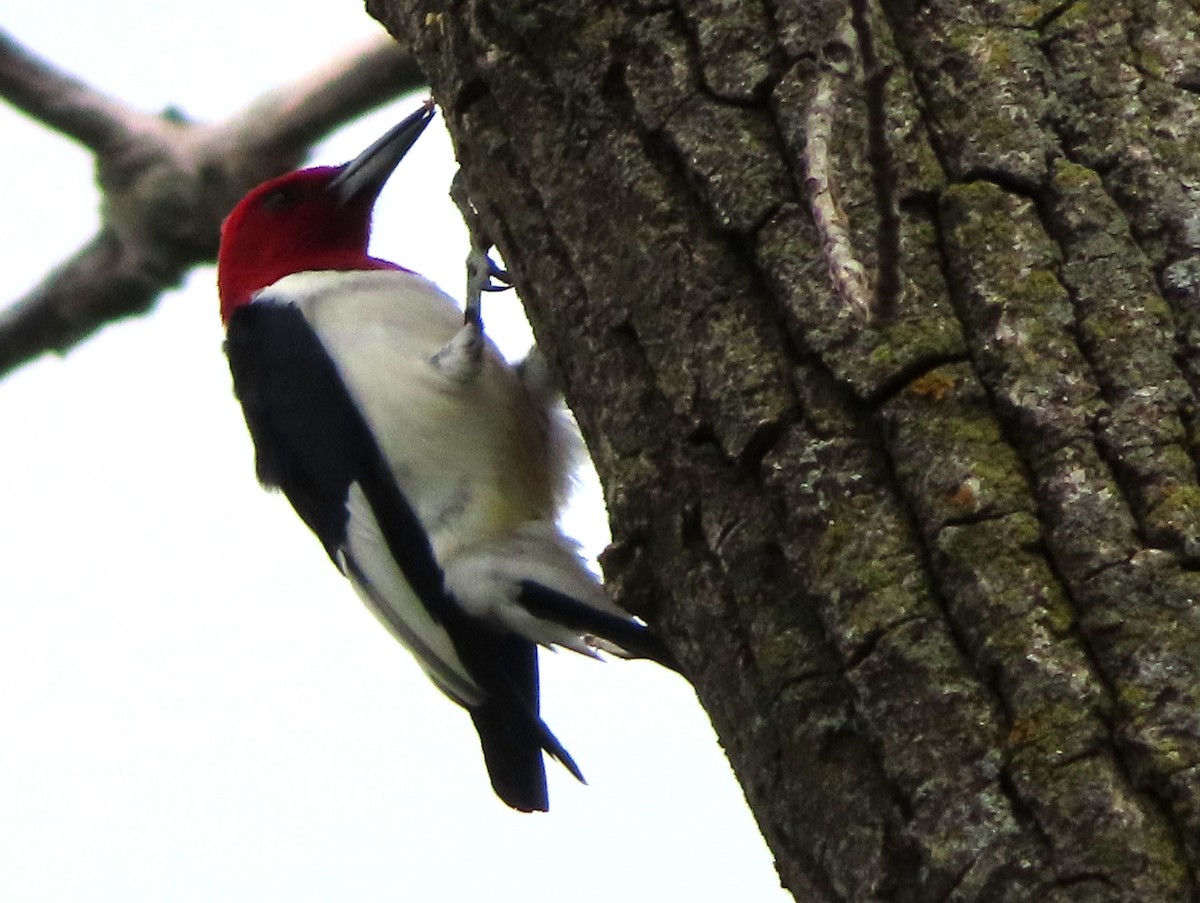 Red-headed Woodpecker - Charles Henrikson