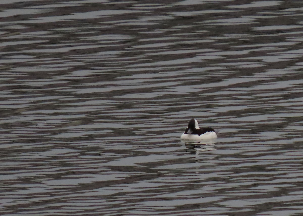 Bufflehead - Andrew Rivinus