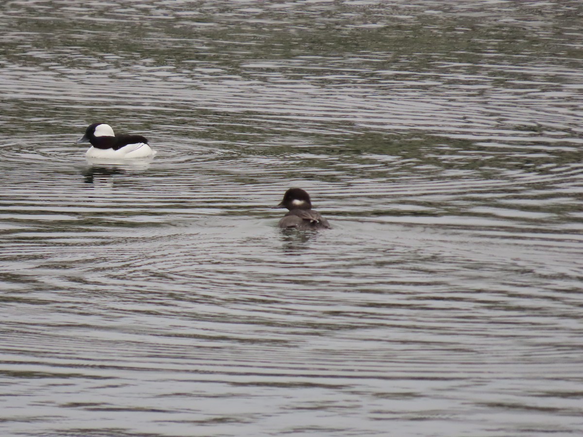 Bufflehead - ML618471650