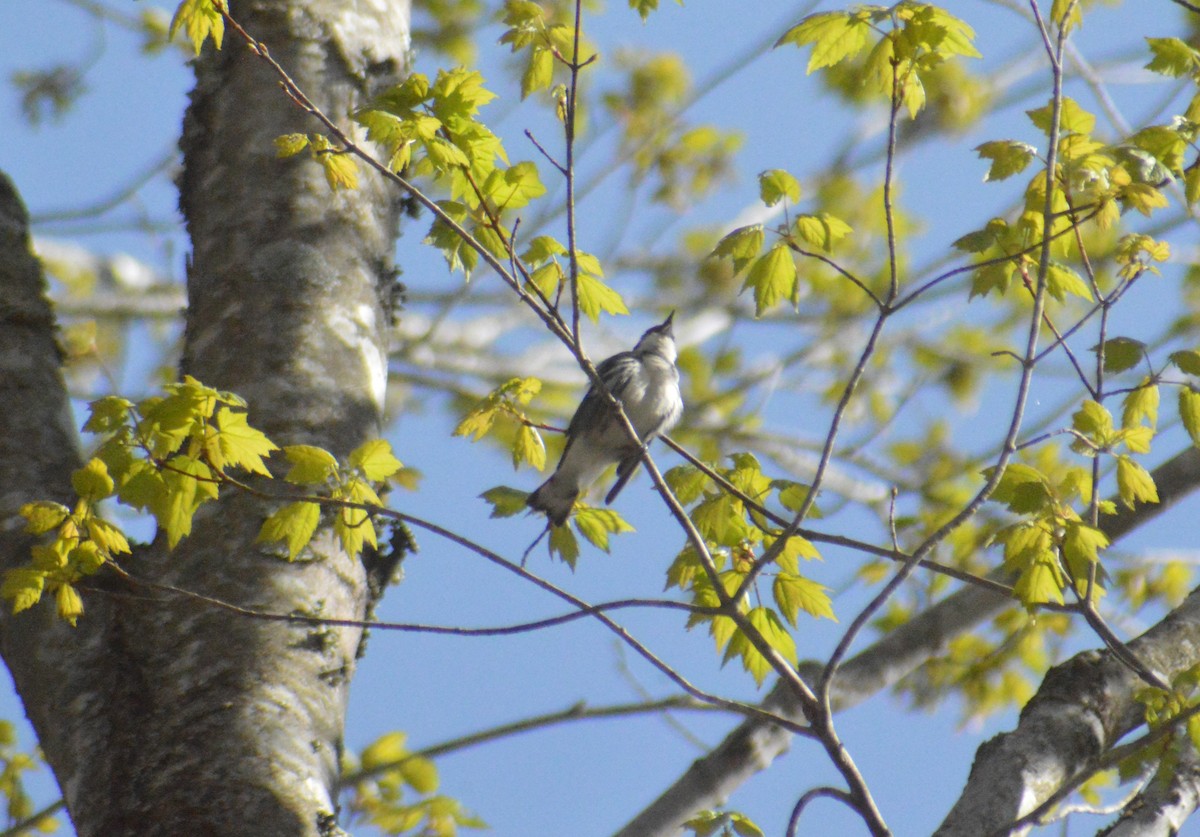 Cerulean Warbler - ML618471654