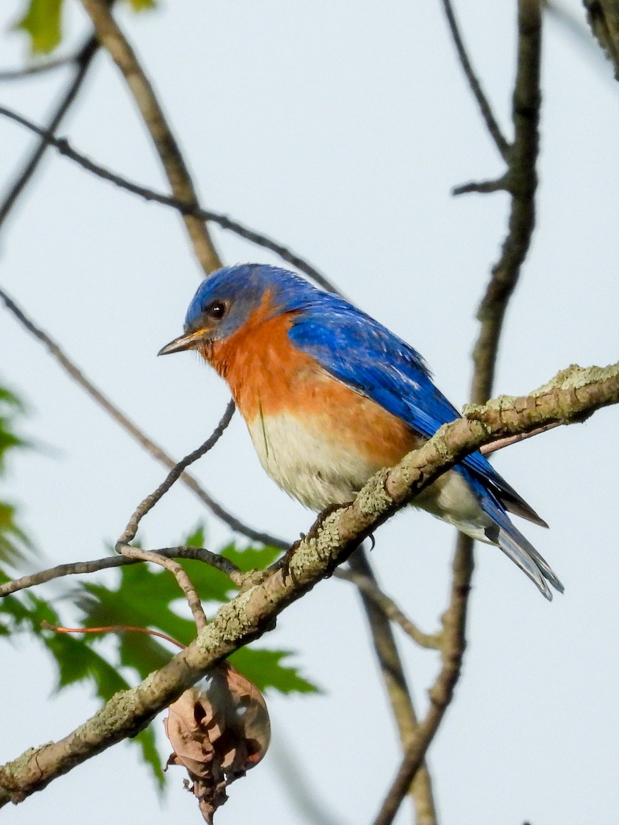 Eastern Bluebird - Ellen Star