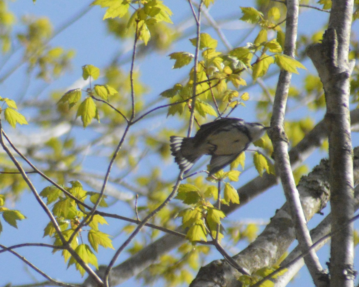 Cerulean Warbler - John Mitchell