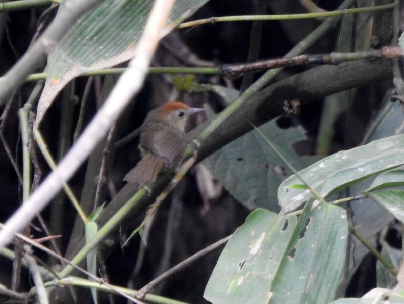 Buff-chested Babbler - ML618471719