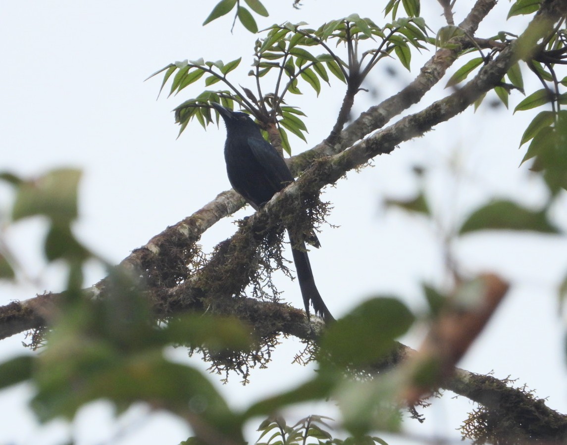 Drongo des Andaman - ML618471725