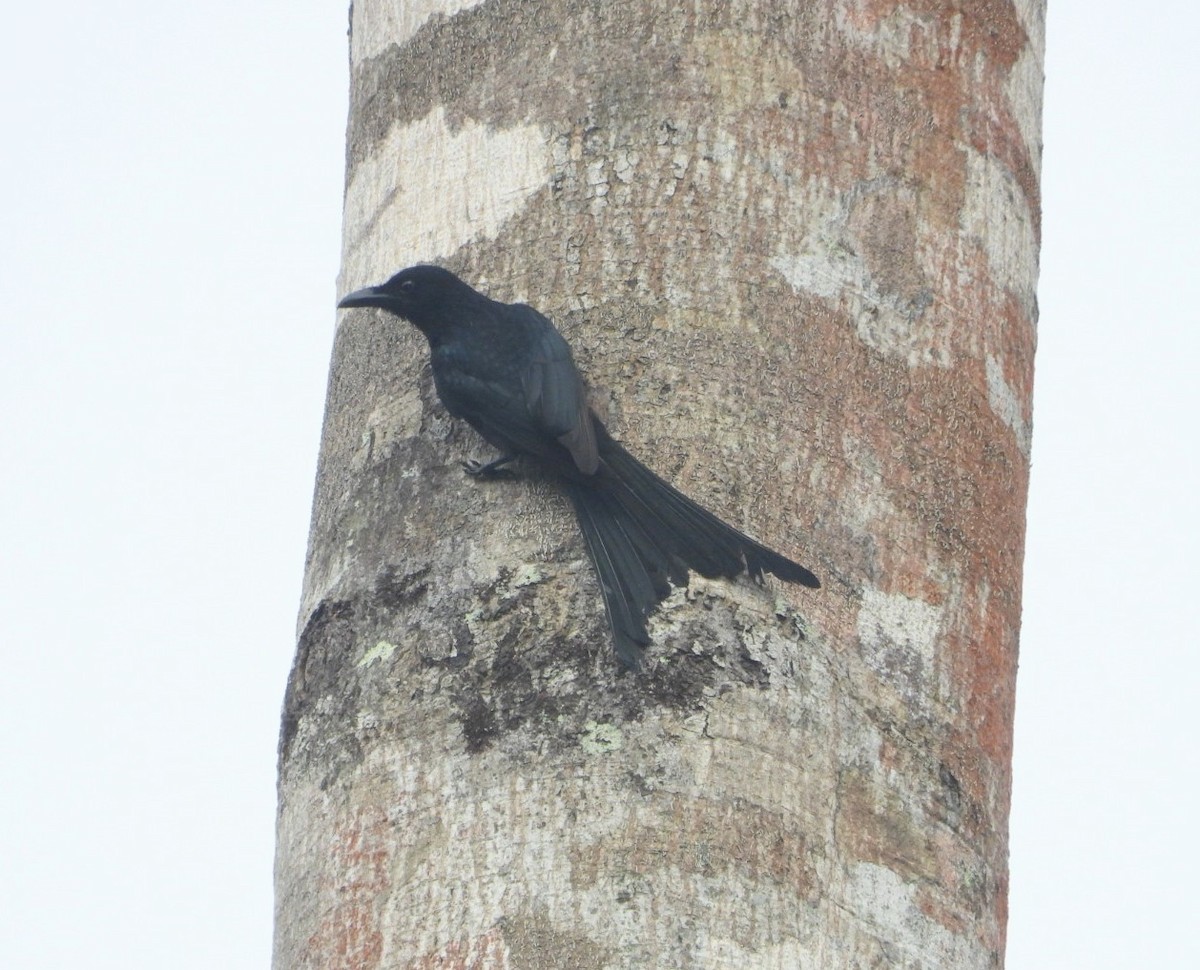 Drongo des Andaman - ML618471726