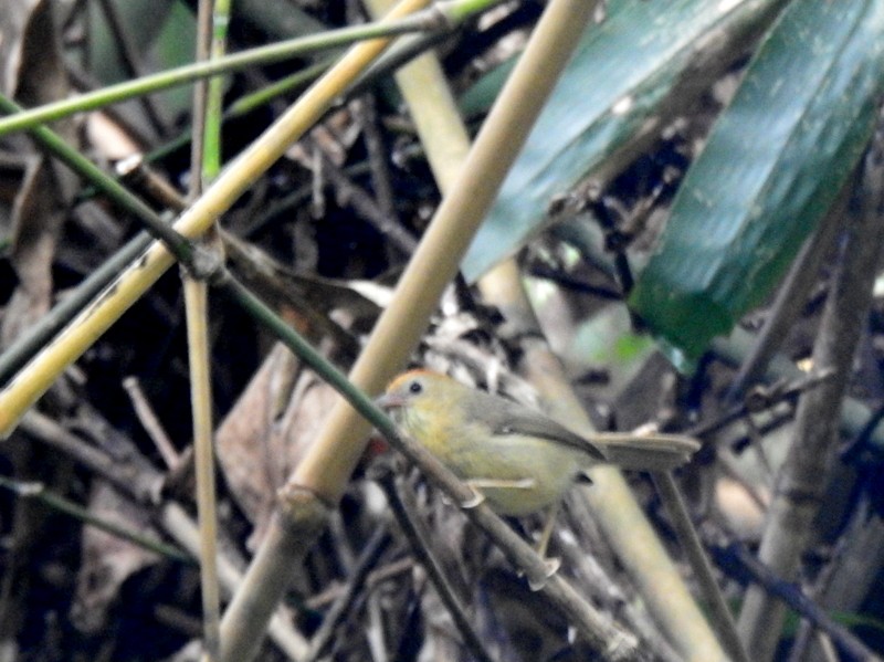 Buff-chested Babbler - ML618471733