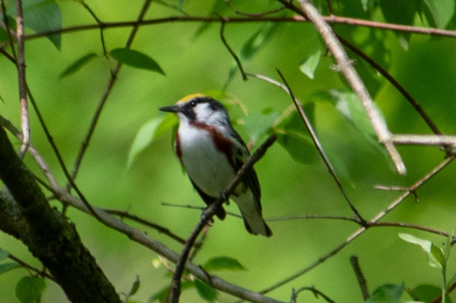 Chestnut-sided Warbler - Yixiao Liu