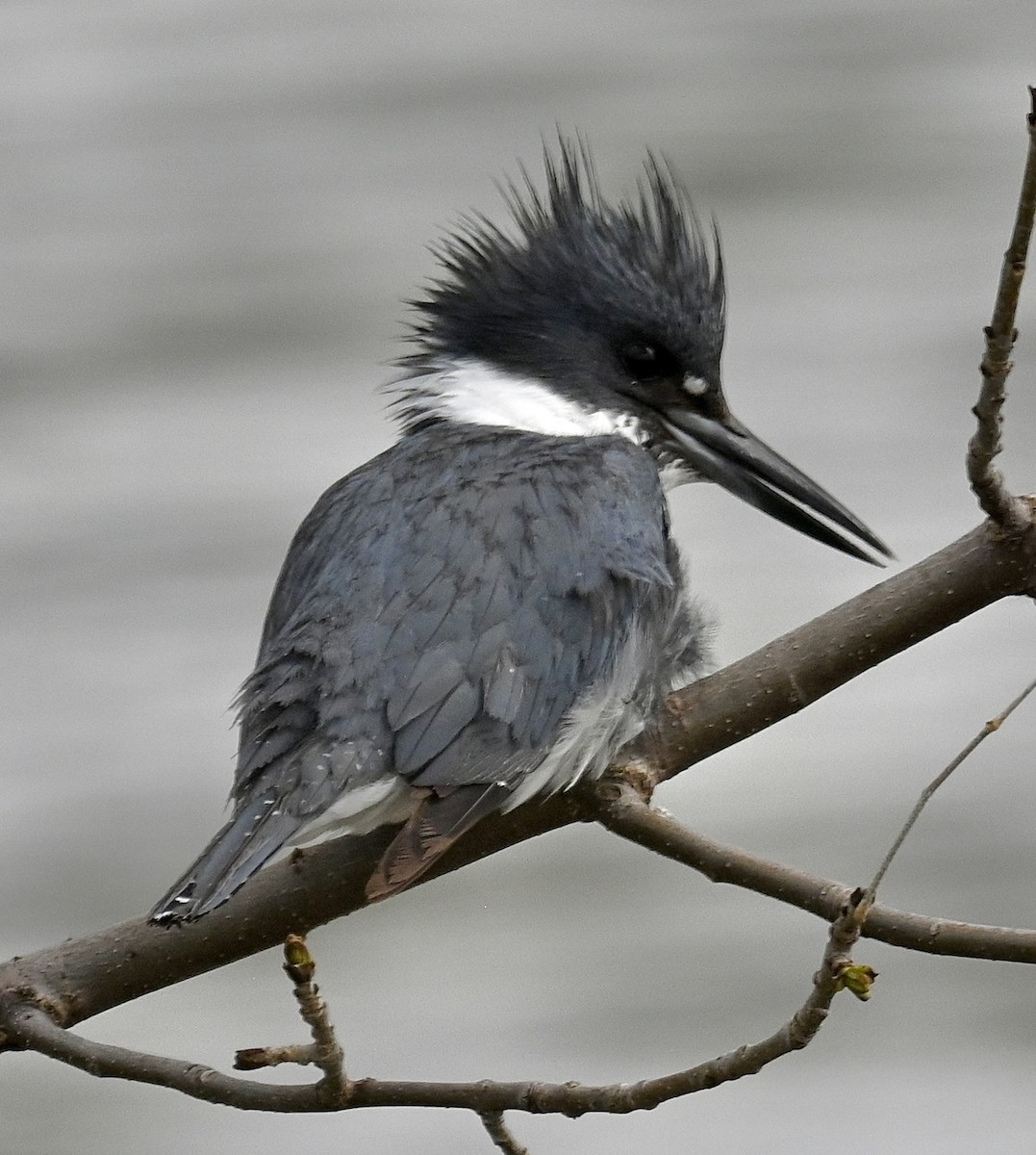 Belted Kingfisher - ML618471779