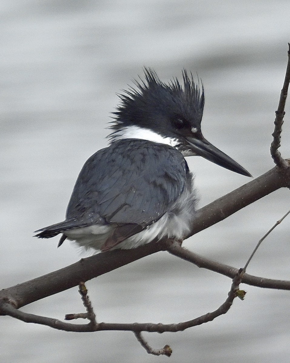 Belted Kingfisher - ML618471780
