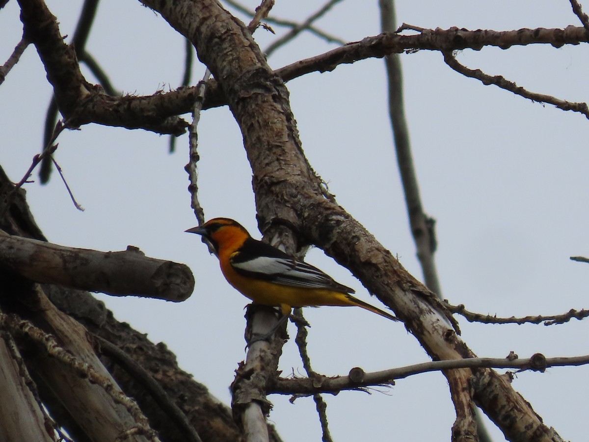 Bullock's Oriole - Eric Pratt