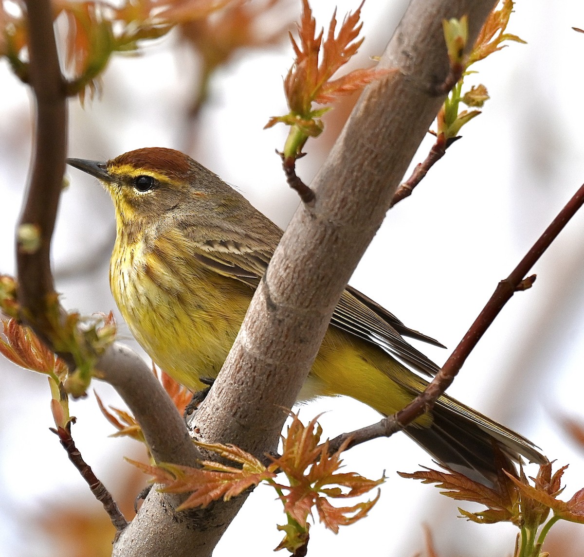 Palm Warbler - lori herfurth