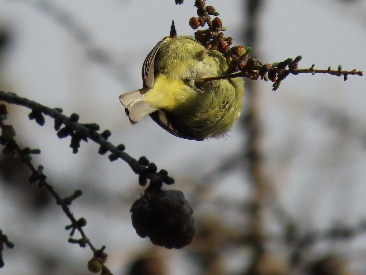 Orange-crowned Warbler - ML618471794