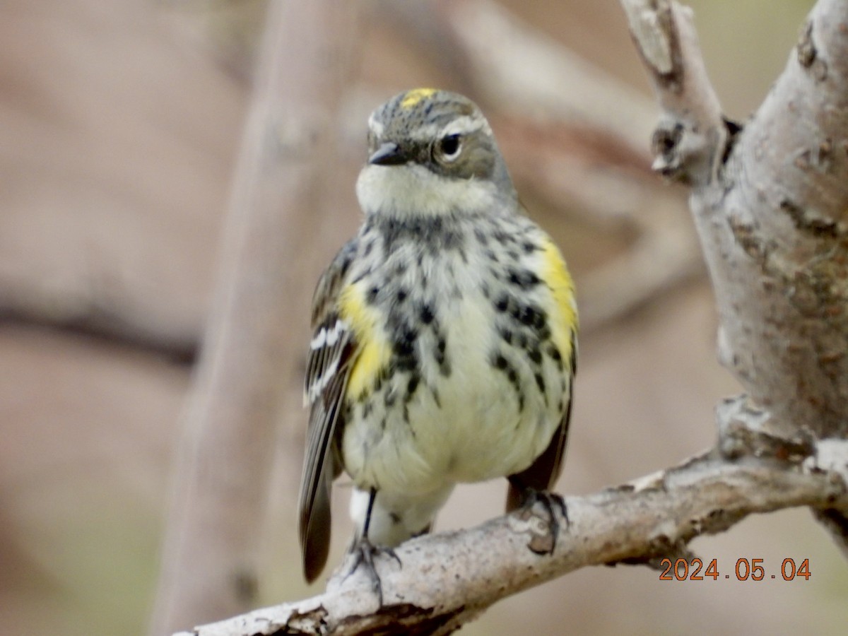 Yellow-rumped Warbler - Lyne Pelletier