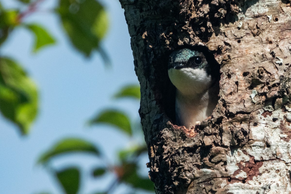 Tree Swallow - ML618471839