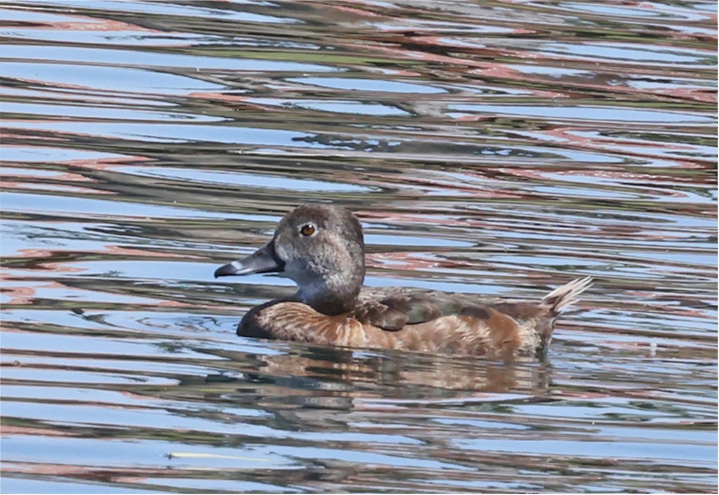 Ring-necked Duck - ML618471844