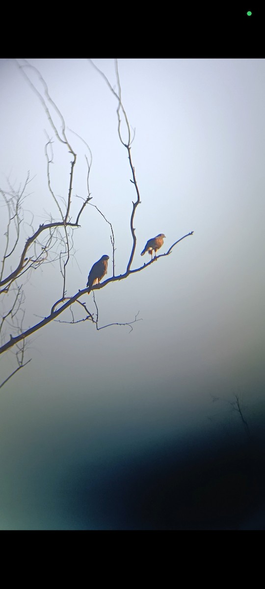 Harris's Hawk - ML618471848