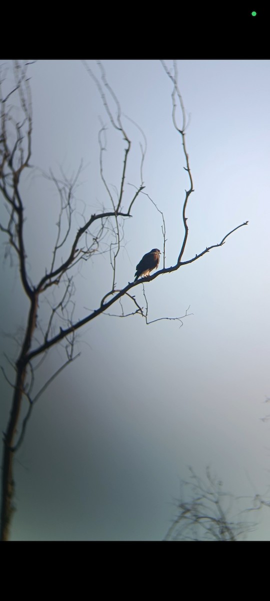 Harris's Hawk - ML618471850