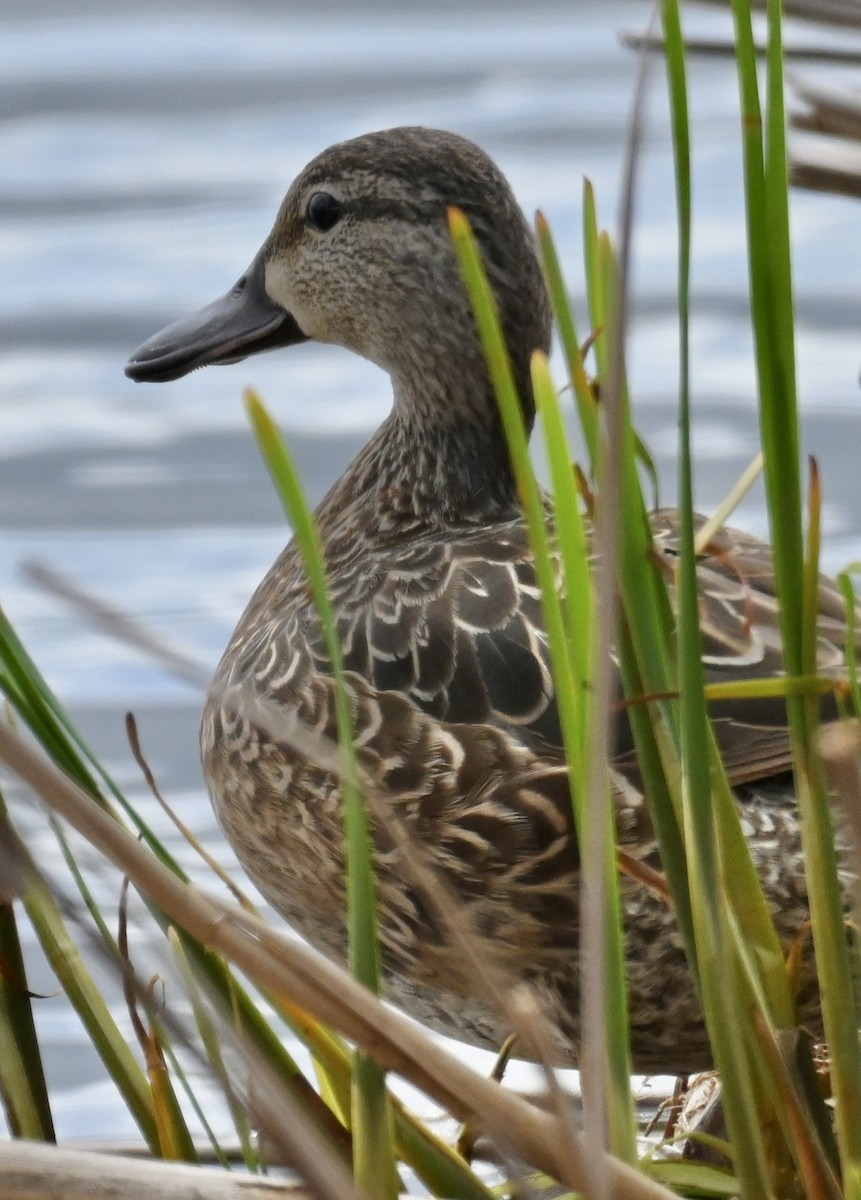 Blue-winged Teal - ML618471872