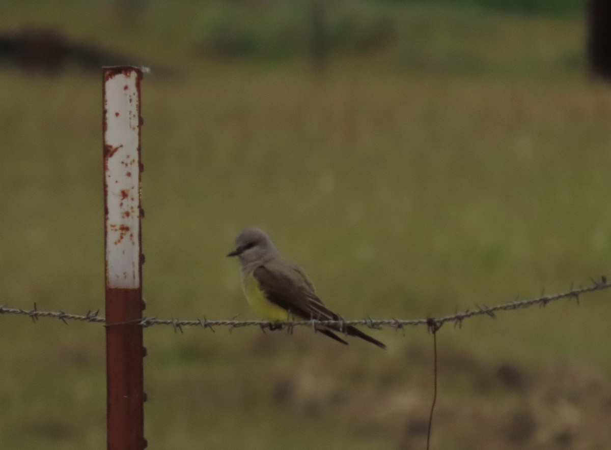 Western Kingbird - ML618471874