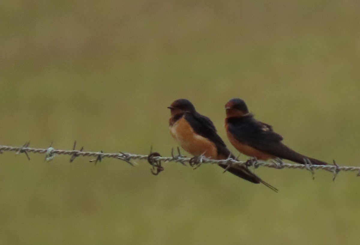 Barn Swallow - ML618471897