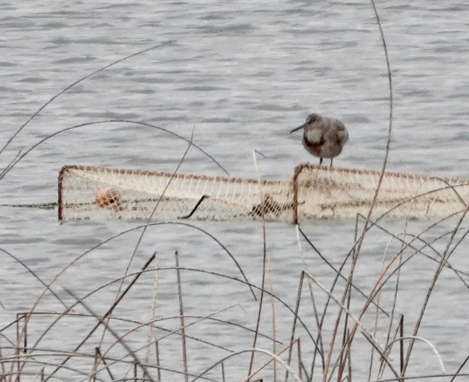 shorebird sp. - Nancy Henke