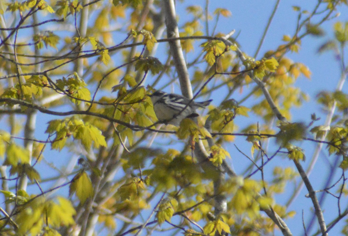asurparula - ML618471917
