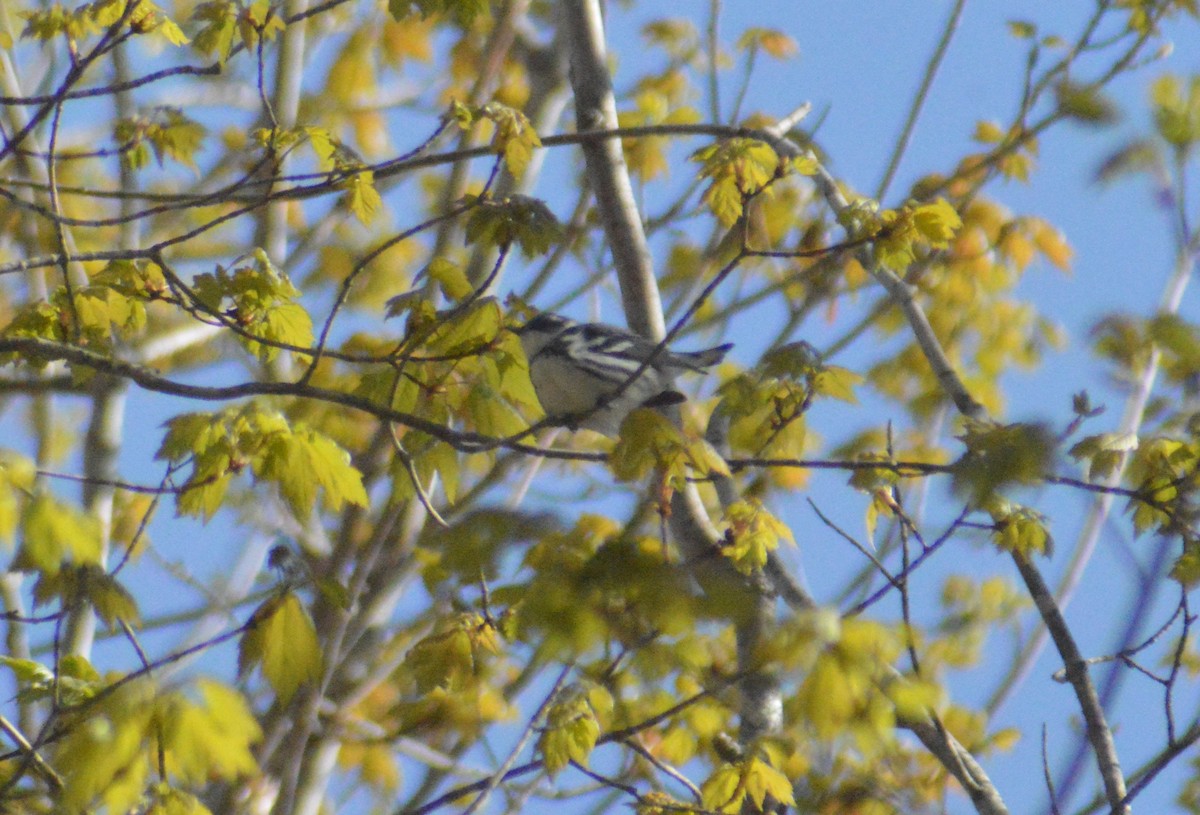 Cerulean Warbler - ML618471917