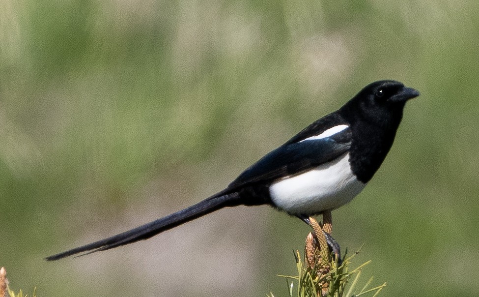 Mika iparramerikarra - ML618471923