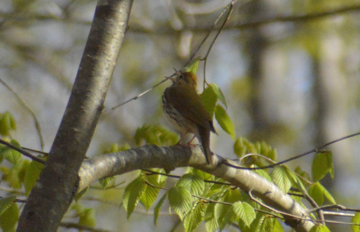 Ovenbird - ML618471937