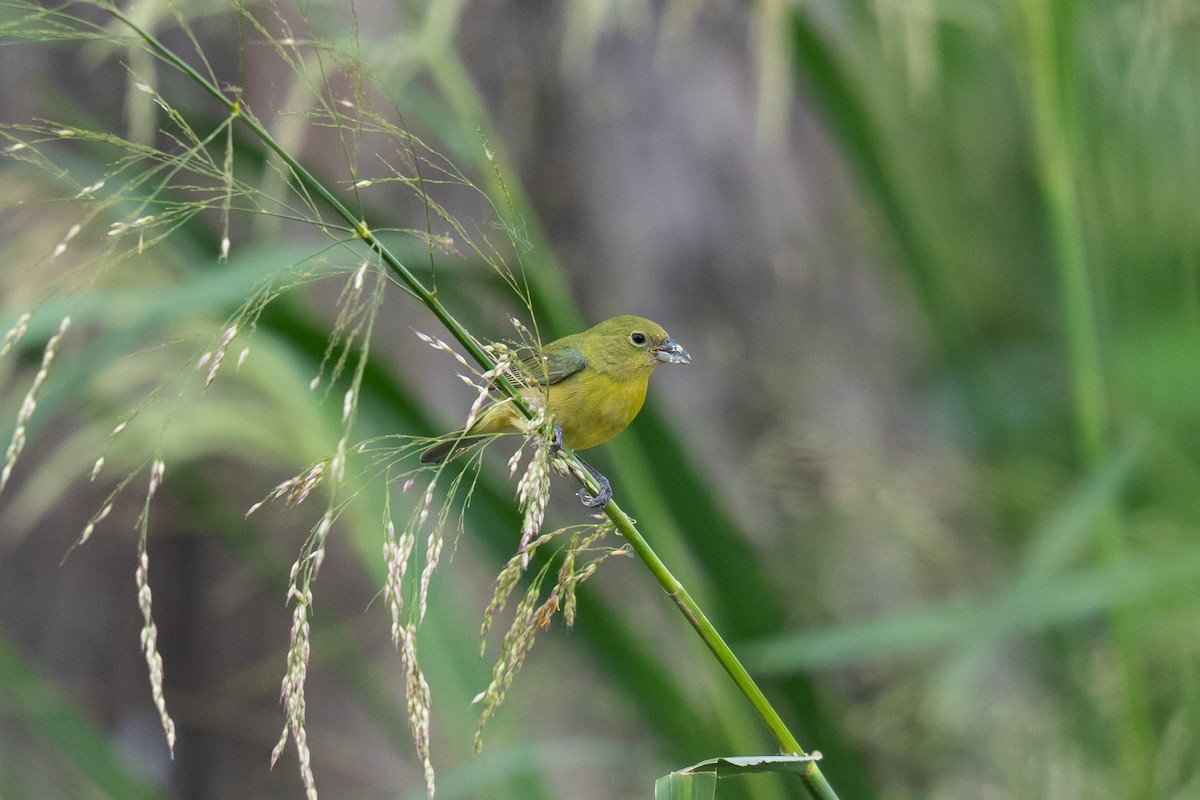 Painted Bunting - ML618471963