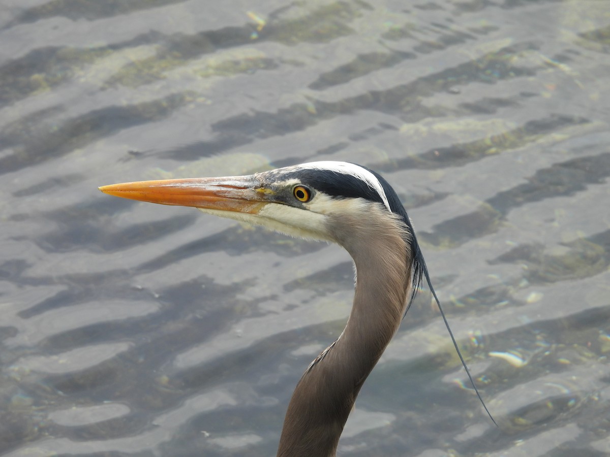 Great Blue Heron - Mark Stevens