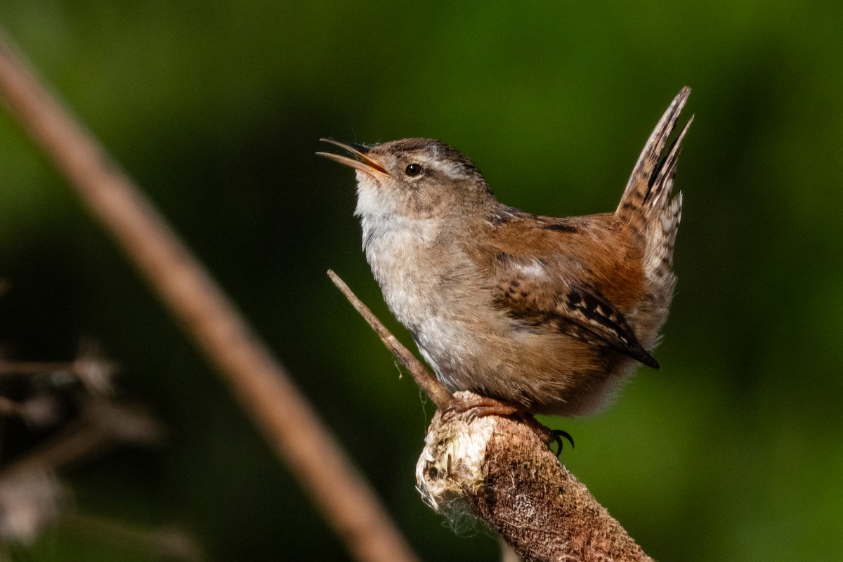 Marsh Wren - ML618471975