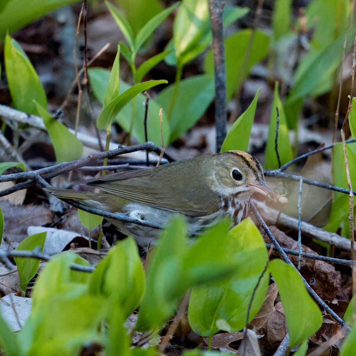 Ovenbird - ML618472017