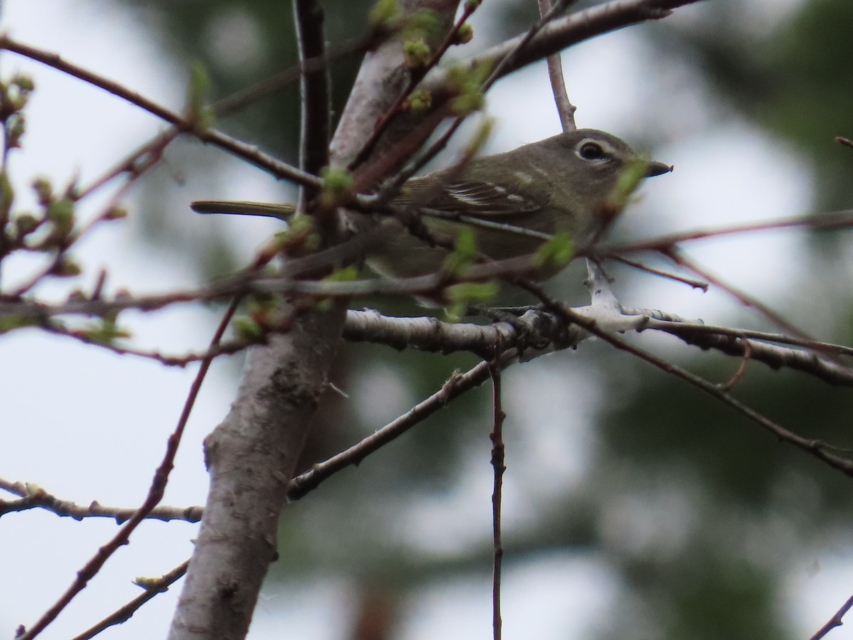 Cassin's Vireo - Eric Pratt