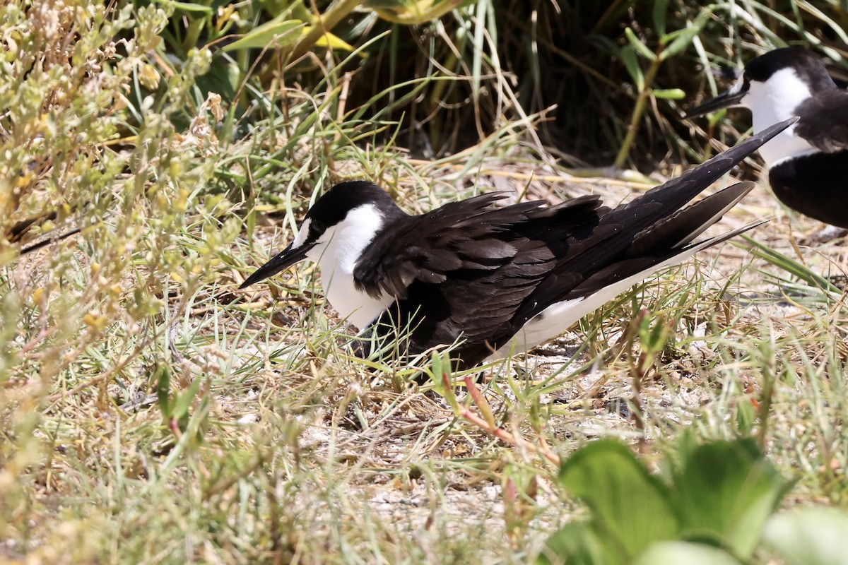 Sooty Tern - Alice Church