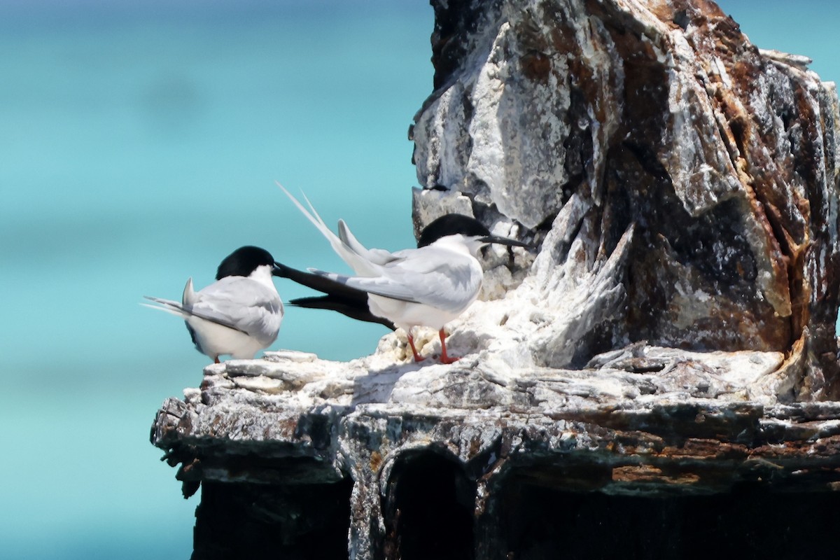 Roseate Tern - Alice Church