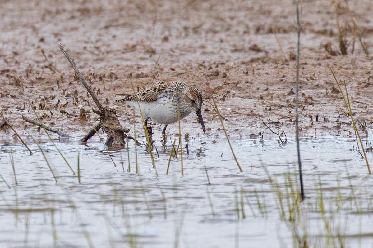 Bergstrandläufer - ML618472102