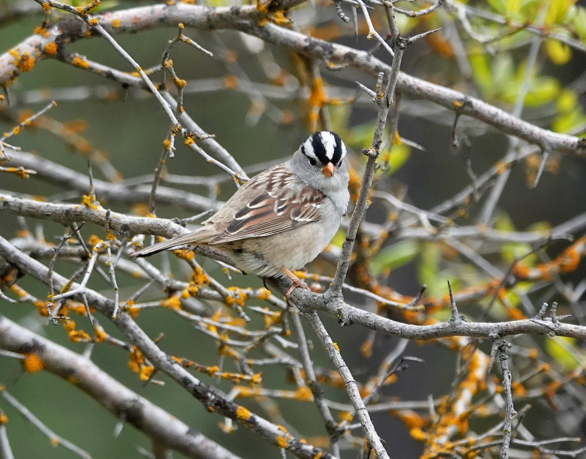 White-crowned Sparrow - ML618472192