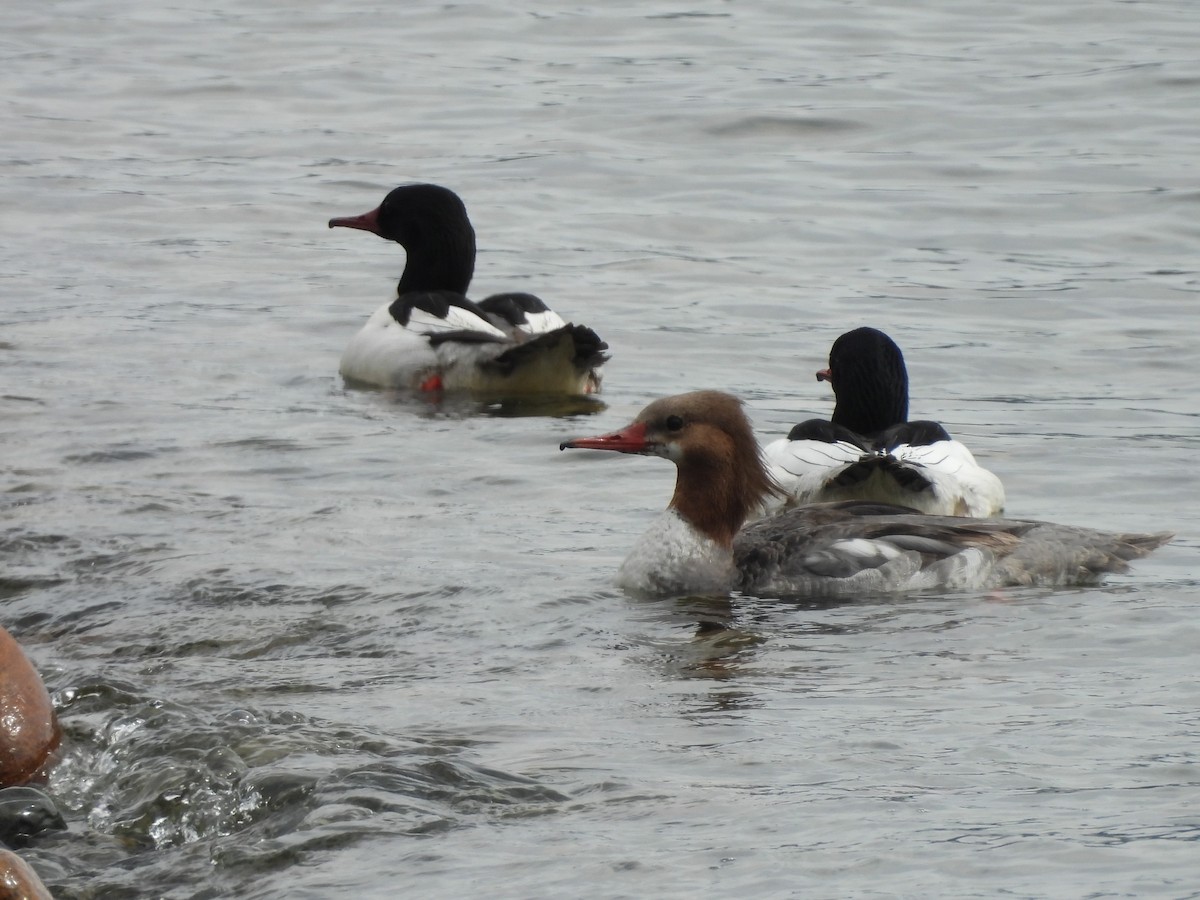 Common Merganser - Mark Stevens