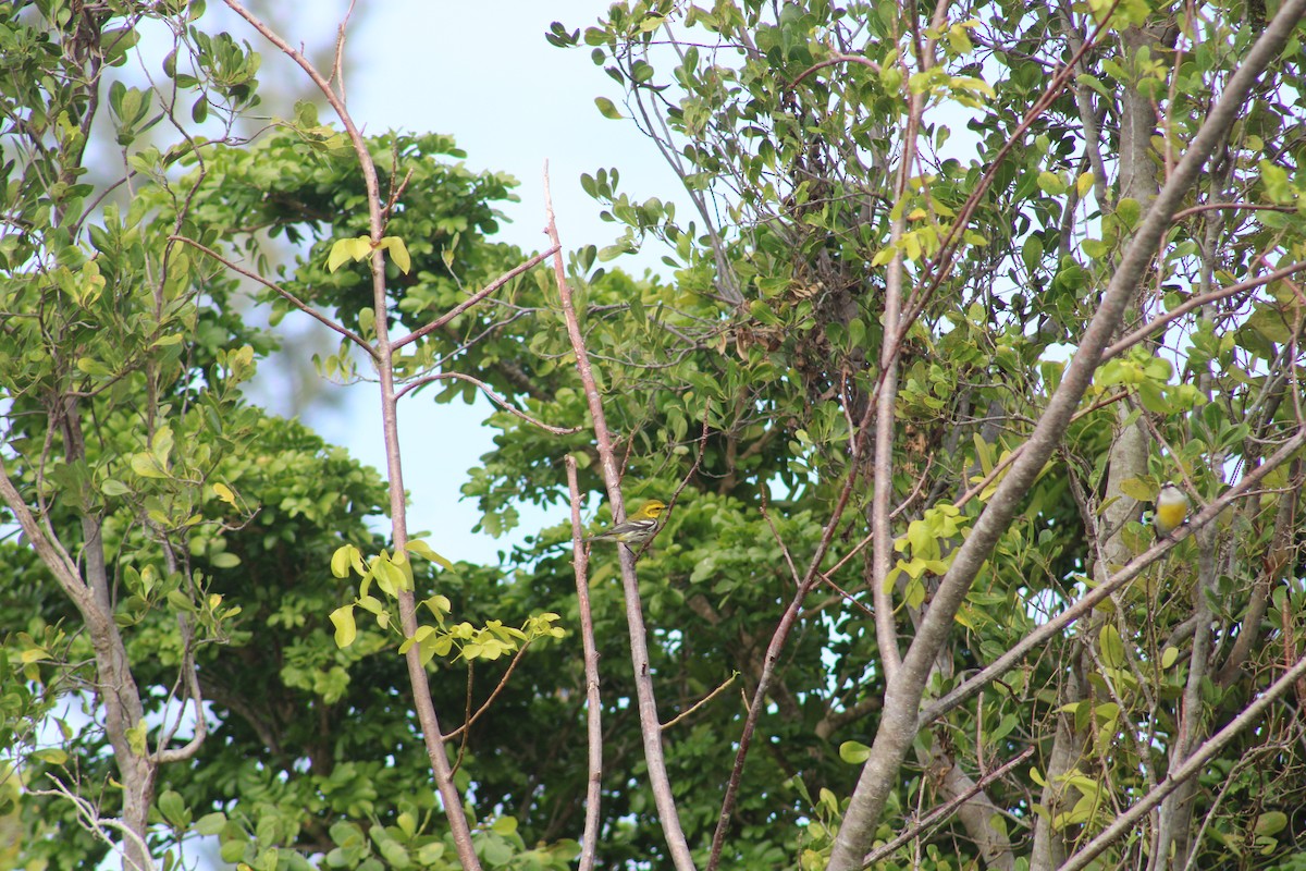 Black-throated Green Warbler - Janet Storr