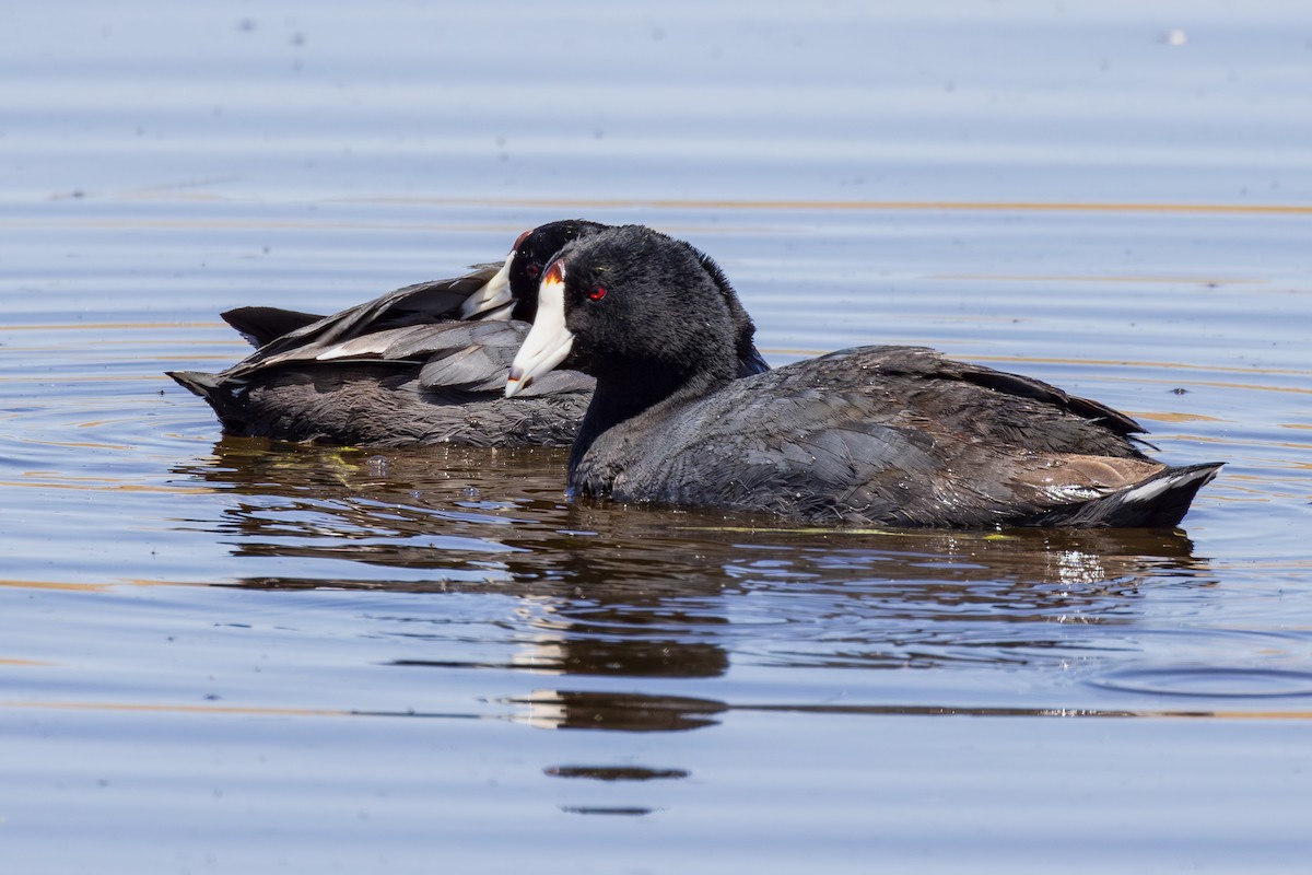 American Coot - ML618472279