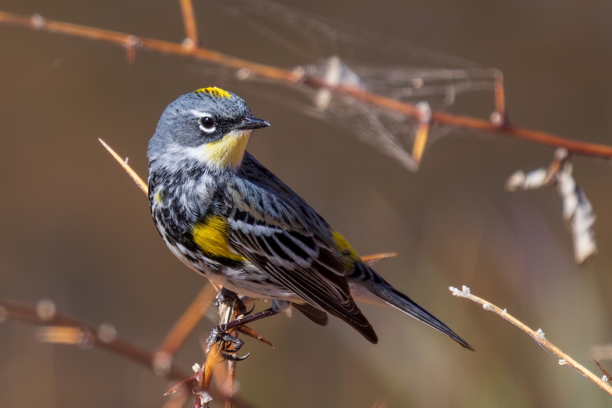 Yellow-rumped Warbler - ML618472319