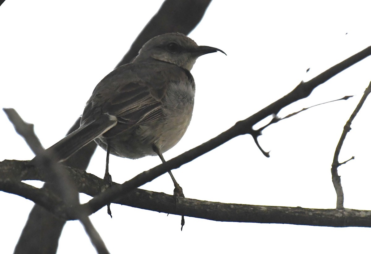 Northern Mockingbird - ML618472326